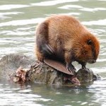 Beaver Butts Emit Used In Vanilla Flavored Food?!