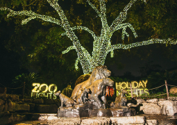 At the San Antonio Zoo you can visit with Santa, ride the train and experience brand new attractions: such as ice skating, camel rides and snow globe photos. Tickets start at $19.99 and the light portion of the park opens at 6:00pm- 10:00pm. You can buy your tickets here.