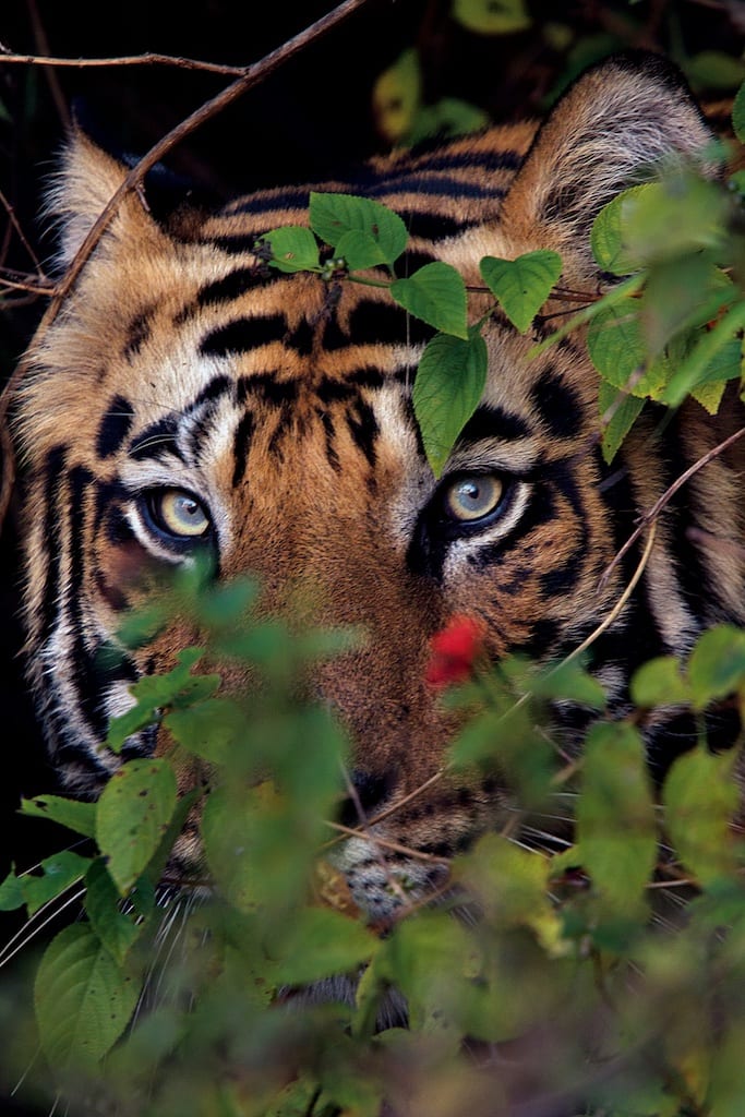 New male tiger photographed near a village after killing a cow inside Bandhavgarh.Photo by Steve Winter from his book "Tigers Forever"