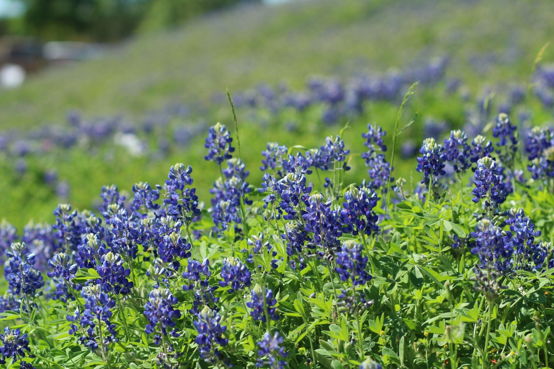Bluebonnets covering a hill.