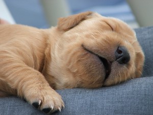 Puppy taking a nap. Photo by: http://thetalentcode.com/2013/03/15/the-7-rules-of-napping/