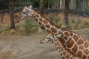 Giraffes at the San Antonio Zoo