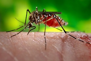 The female Aedes aegypti mosquito, the biggest transmitter of Zika. Photo by www.medicinenet.com